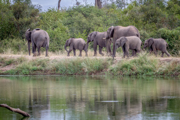 Obraz premium Elephant herd walking next to the water.