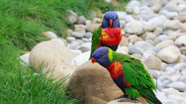 Couple of Rainbow Lorikeet on Rocks. Parrot Shaking His Head And Flying Away
