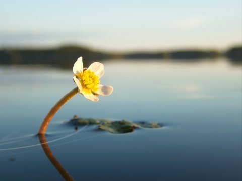 Pond Water Crowfoot Flower On Water Surface