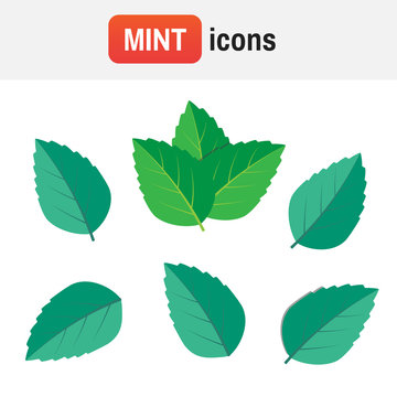 mint vector plant. Mint vector illustration