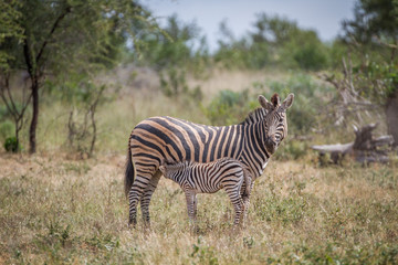 Fototapeta na wymiar Baby Zebra suckling from his mother.