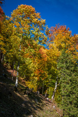 Fototapeta premium Autumn landscape. Colorful fall scene in the mountain forest.