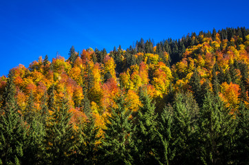 Fototapeta premium Autumn landscape. Colorful fall scene in the mountain forest.