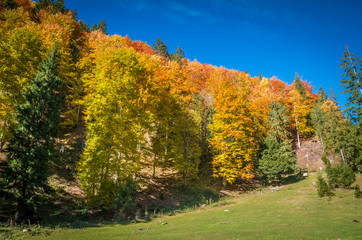 Naklejka premium Autumn landscape. Colorful fall scene in the mountain forest.