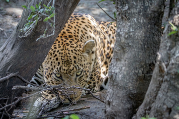 Big male Leopard hiding behind a tree.