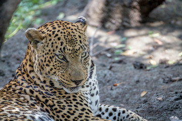 Close up of a big male Leopard.