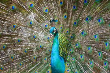 Fototapeta na wymiar Colourful peacock