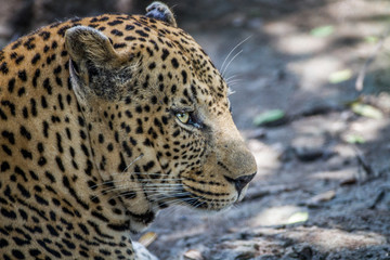 Close up of a big male Leopard.