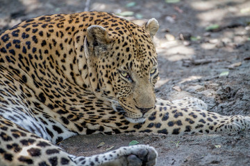 Fototapeta na wymiar Big male Leopard laying down in Kruger.