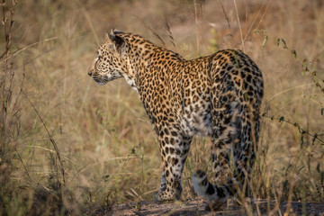 Fototapeta na wymiar Leopard starring at something in the grass.