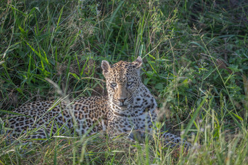 Leopard laying in the grass in Kruger.