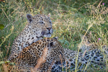 Mother Leopard and cub bonding in the grass.