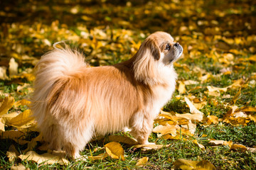 Cute and funny red light pekingese dog in autumn park playing with leaves and joyful. Best human friend. Pretty mature dog in garden around sunlight