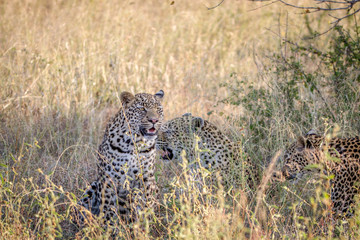 Mother Leopard and cubs in the high grass.