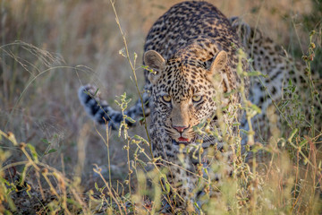 Young Leopard walking towards the camera.