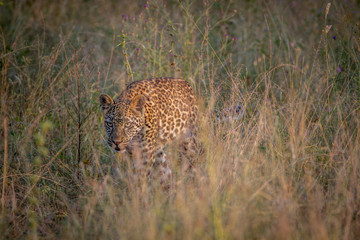 Young Leopard walking in the high grass.