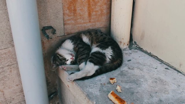 Homeless tri-color cat lies curled up and tries to sleep, next to a slice of bread. The problem of the homeless, no one unnecessary animals