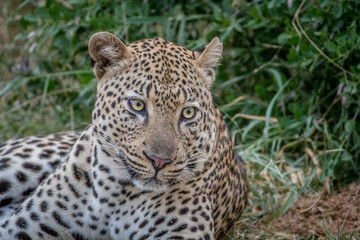 Big male Leopard laying down in the grass.