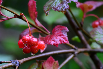 Red Berries