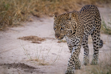 Leopard walking on a sand road.