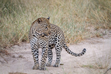 Leopard standing on the road in Kruger.