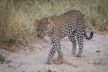 Leopard walking on a sand road.