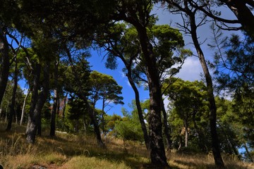 Trees in a forest in Croatia