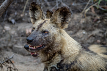 Close up of an African wild dog.