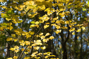 yellow fall leaves on branch selective focus