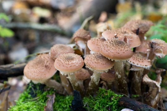 group of eatable mushrooms Armillaria ostoyae