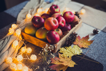 autumn composition of apples and dry leaves, pine cones, warm blanket