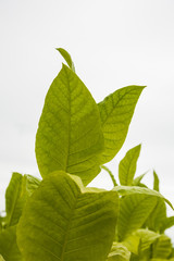 Obraz premium Green tobacco plants with large leaves..