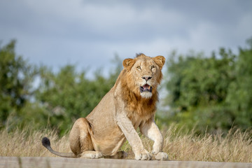 Male Lion sitting on the road.