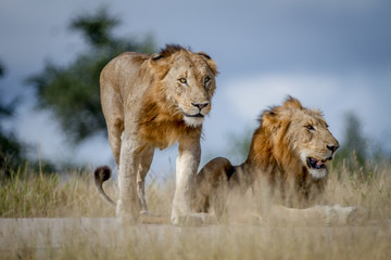 Fototapeta na wymiar Two Lion brothers on the road.