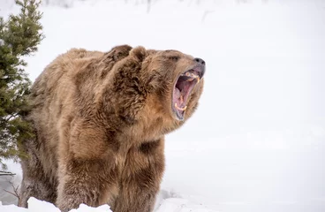 Tuinposter bear roaring  © Rick Sroka 
