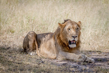 Fototapeta na wymiar Male Lion laying down in the grass.