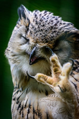 Eurasian Eagle Owl
