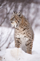 closer look of a lynx