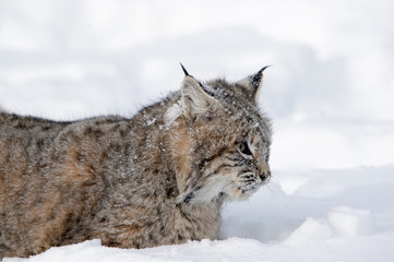 side view of lynx staring /close up 