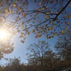 Herbstsonne 