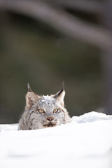 lynx laying in the snow © Rick Sroka 