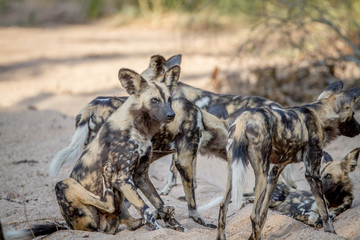 Pack of African wild dogs in the sand.