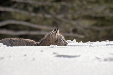lynx hidden in snow 