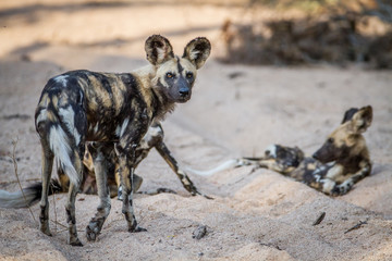 Pack of African wild dogs in the sand.