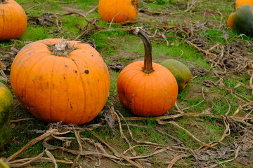 Pumpkins