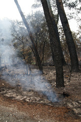 Obraz na płótnie Canvas desolador paisaje de un bosque quemado todavía humeante un día después del incendio, en octubre de 2017 en As Neves, Galicia-SPain