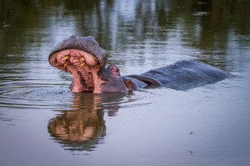 Hippo standing in the water yawning.