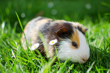 guinea pig walks in the fresh air and eating