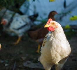  Home poultry chickens grazing and walking outdoors