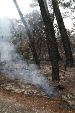 desolador paisaje de un bosque quemado todav&iacute;a humeante un d&iacute;a despu&eacute;s del incendio, en octubre de 2017 en As Neves, Galicia-SPain